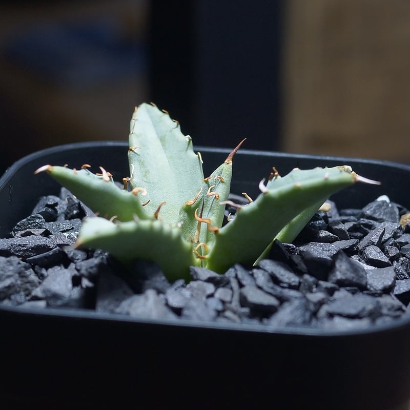 アガベ 妖炎（ユタエンシス）×厳龍 ユタエンシスハイブリッド 変異個体 ⚡️Agave hybrid⚡️ 妖炎×武蔵厳龍 トップが少し弱くなってる