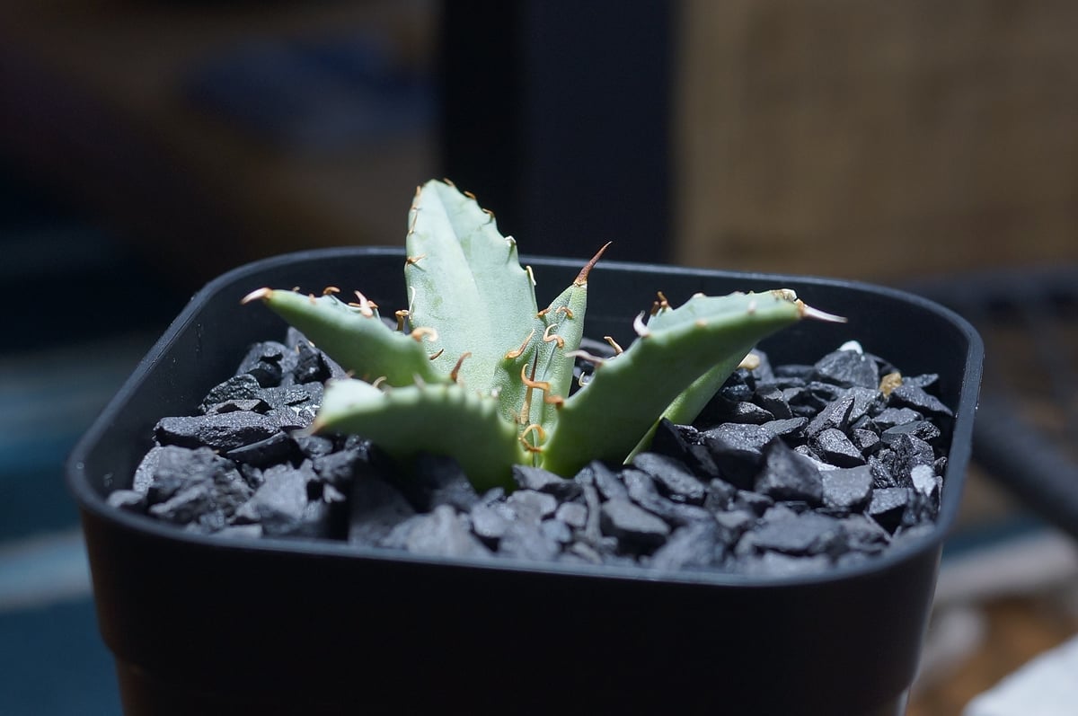 アガベ ハイブリッド 妖炎×姫厳竜/ Y×H-16 | アガベ専門店 モンスター