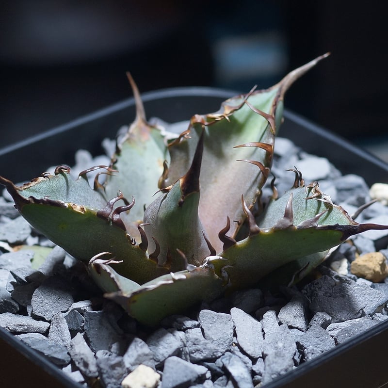 アガベ チタノタ 猟豹/ Dragon Agave産 ct-02 | アガベ専門店 モンスタ