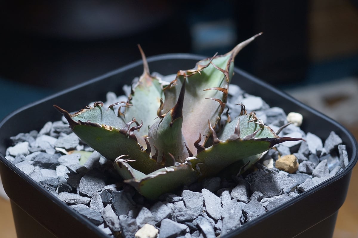 アガベ　チタノタローズ アガベ チタノタ 猟豹/ Dragon Agave産 ct-02 | アガベ専門店 モンスタ