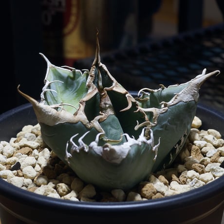 SALE | アガベ専門店 モンスターハウス