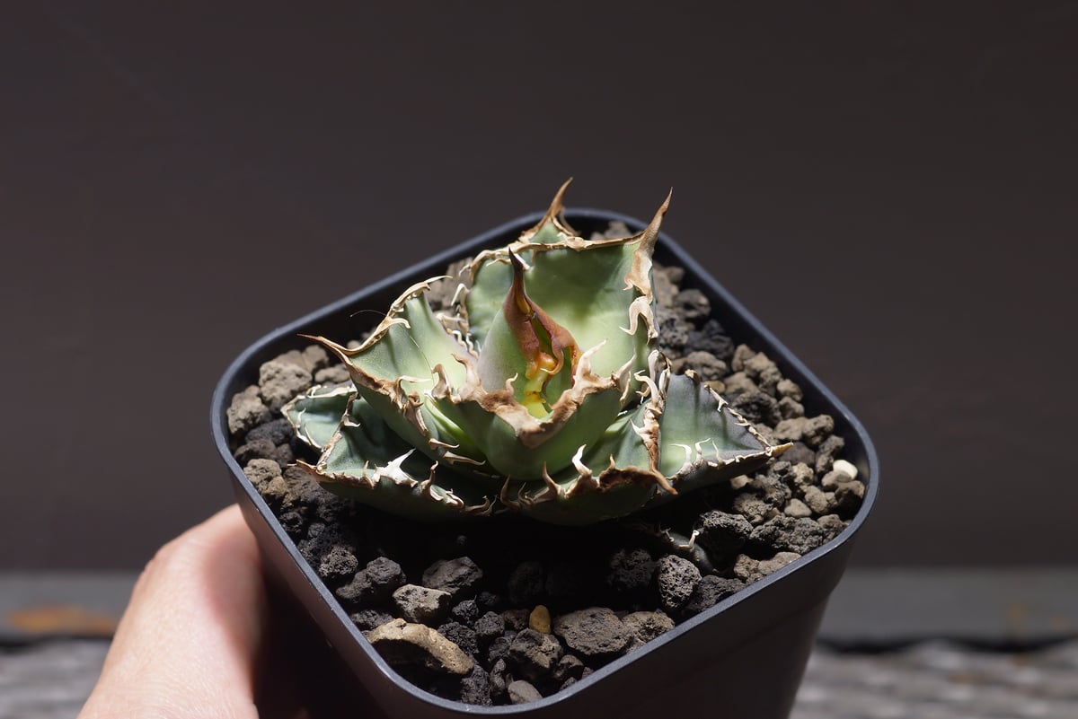 アガベ オテロイ FO-76/子株 F-24 | アガベ専門店 モンスターハウス