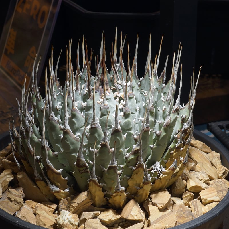 アガベ ユタエンシス エボリスピナ / ES-30 | アガベ専門店 モンスター