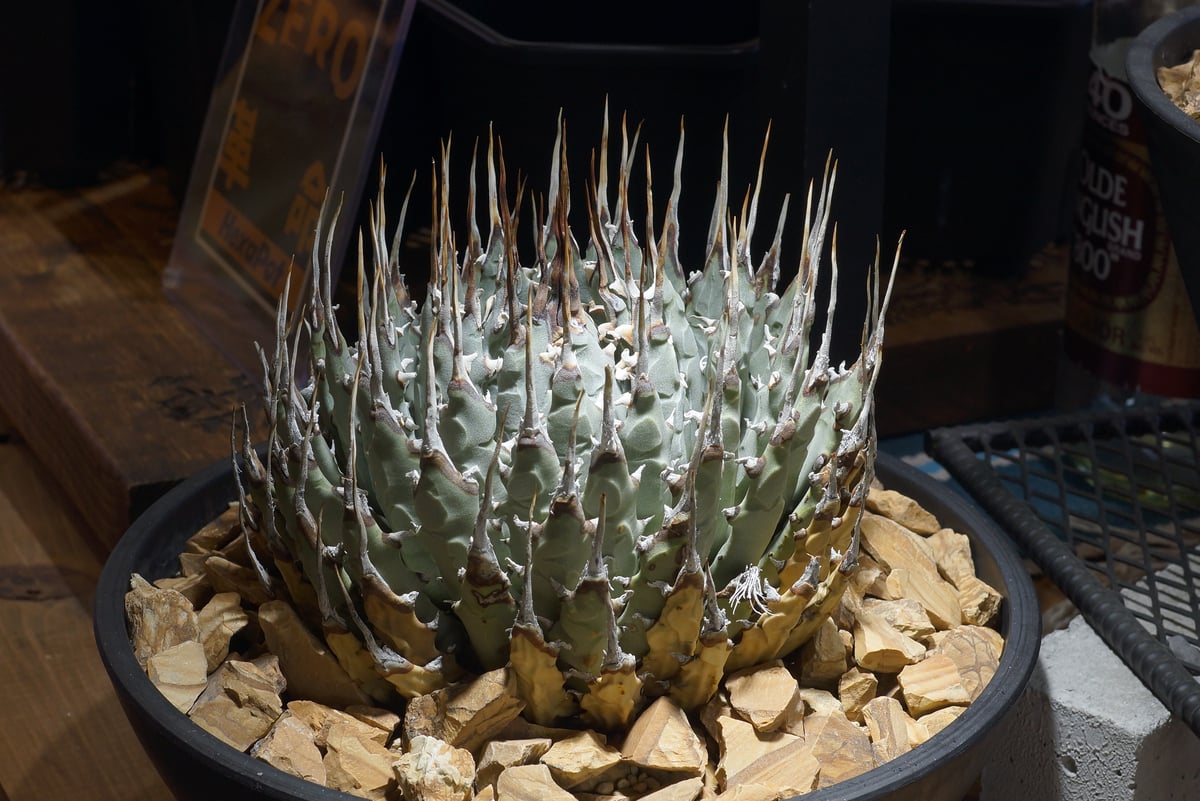 アガベ ユタエンシス エボリスピナ / ES-30 | アガベ専門店 モンスター