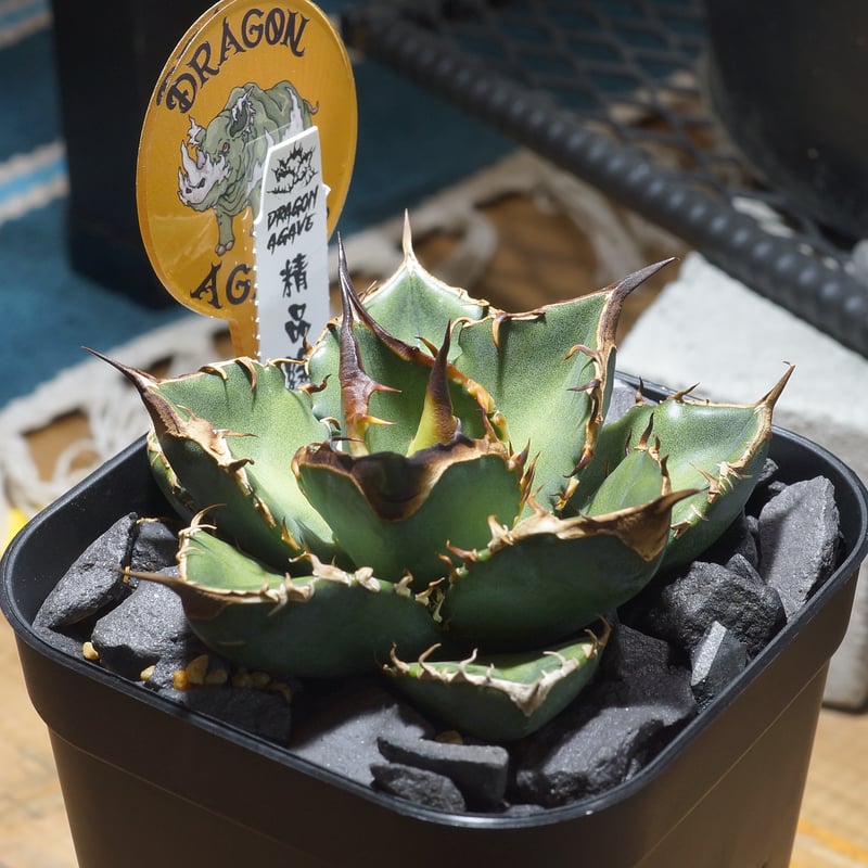 アガベ チタノタ 緑犀牛/ Dragon Agave産 GR-03 | アガベ専門店 モンス