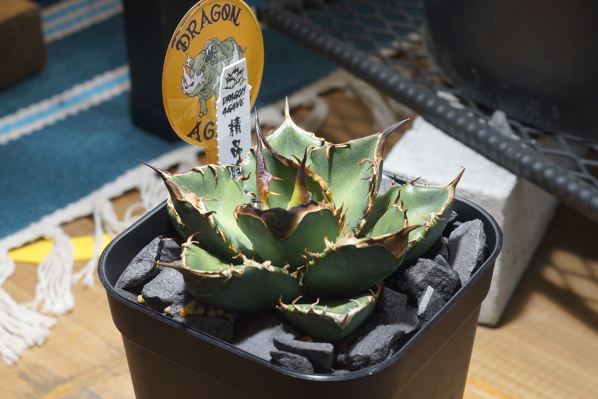 アガベ チタノタ 緑犀牛/ Dragon Agave産 GR-03 | アガベ専門店 モンス