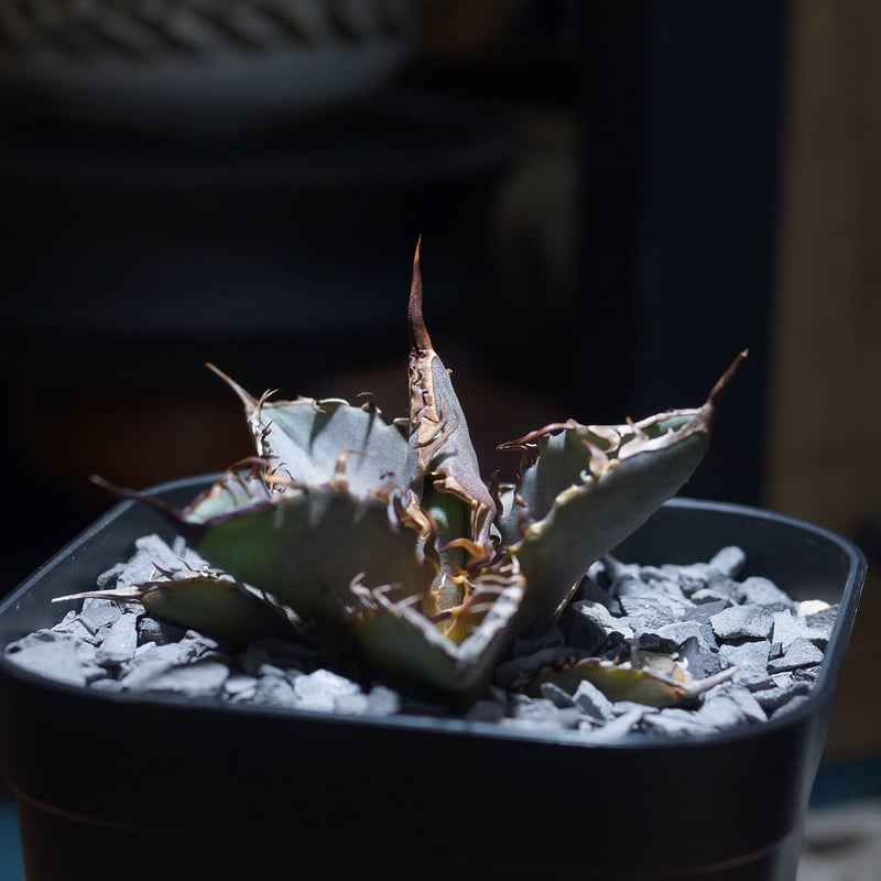 アガベ チタノタ 猟豹/ Dragon Agave産 ct-01 | アガベ専門店 モンスタ