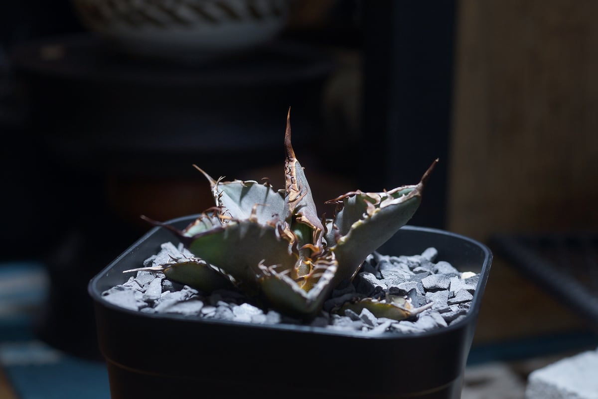 アガベ チタノタ 猟豹/ Dragon Agave産 ct-01 | アガベ専門店 モンスタ