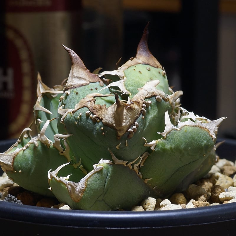 アガベ　疣猪　選抜極上株 アガベ・チタノタ 疣猪/丸叶背刺（芽/大）-004｜agave titanota wartho