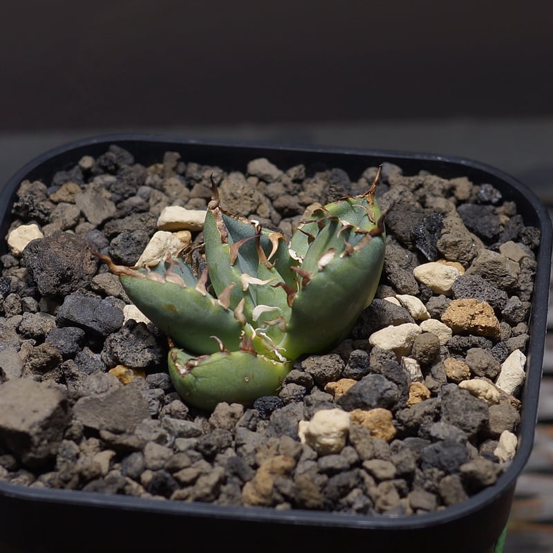 アガベチタノタ黒鯨錦