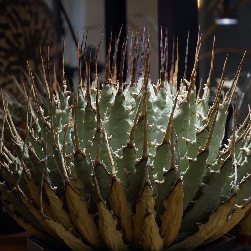 アガベ ユタエンシス エボリスピナ / ES-18 | アガベ専門店 モンスター