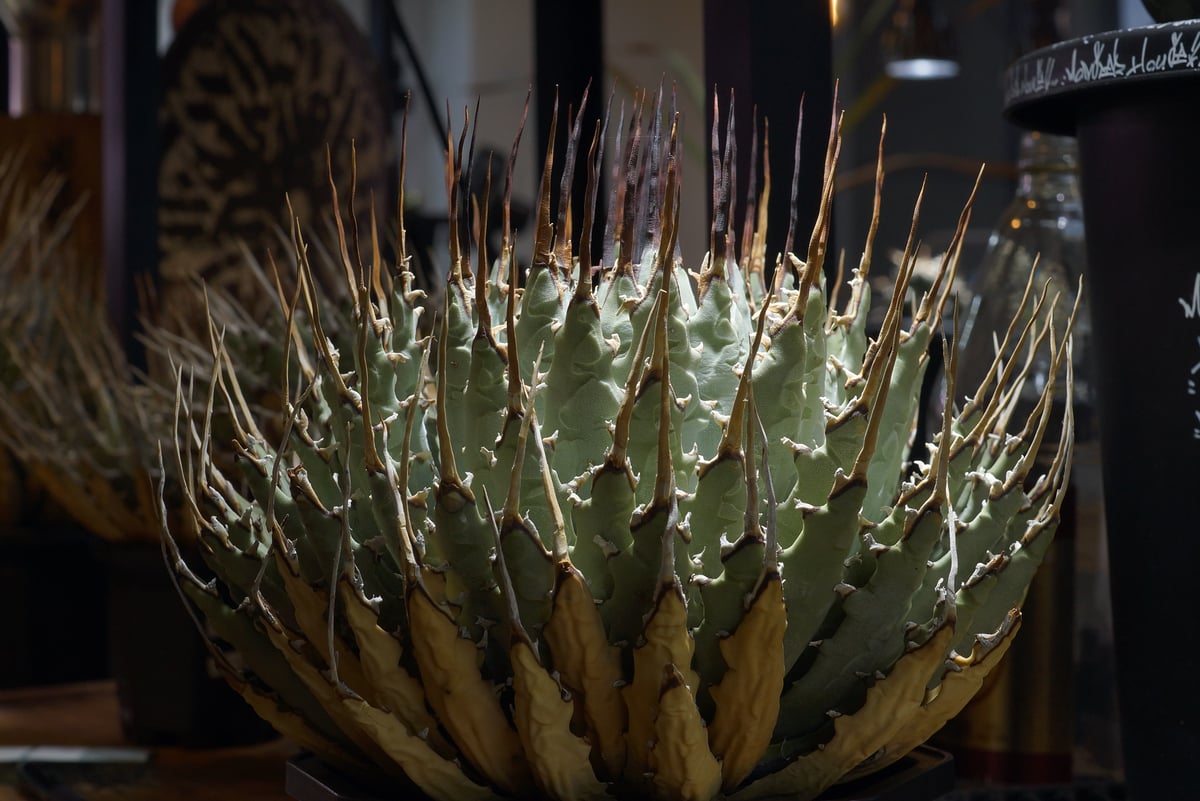 アガベ ユタエンシス エボリスピナ / ES-18 | アガベ専門店 モンスター