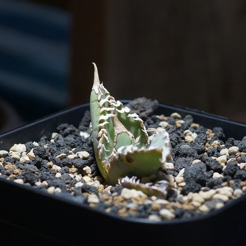 アガベ チタノタ ゴジラ Agave Titanota 