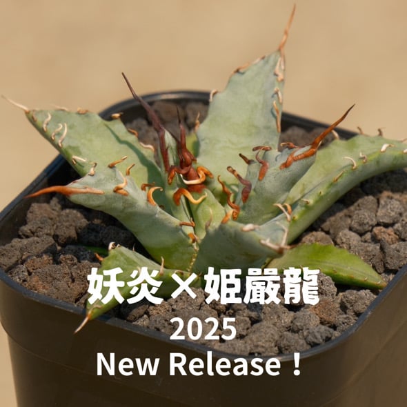 goodtaniku】ハイブリッド ドラゴントゥース×妖炎 実生個体 goodtaniku