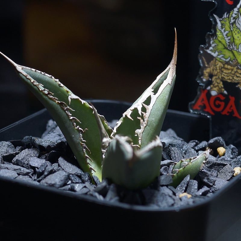 アガベ チタノタ X犀牛/ Dragon Agave産 xr-02 | アガベ専門店