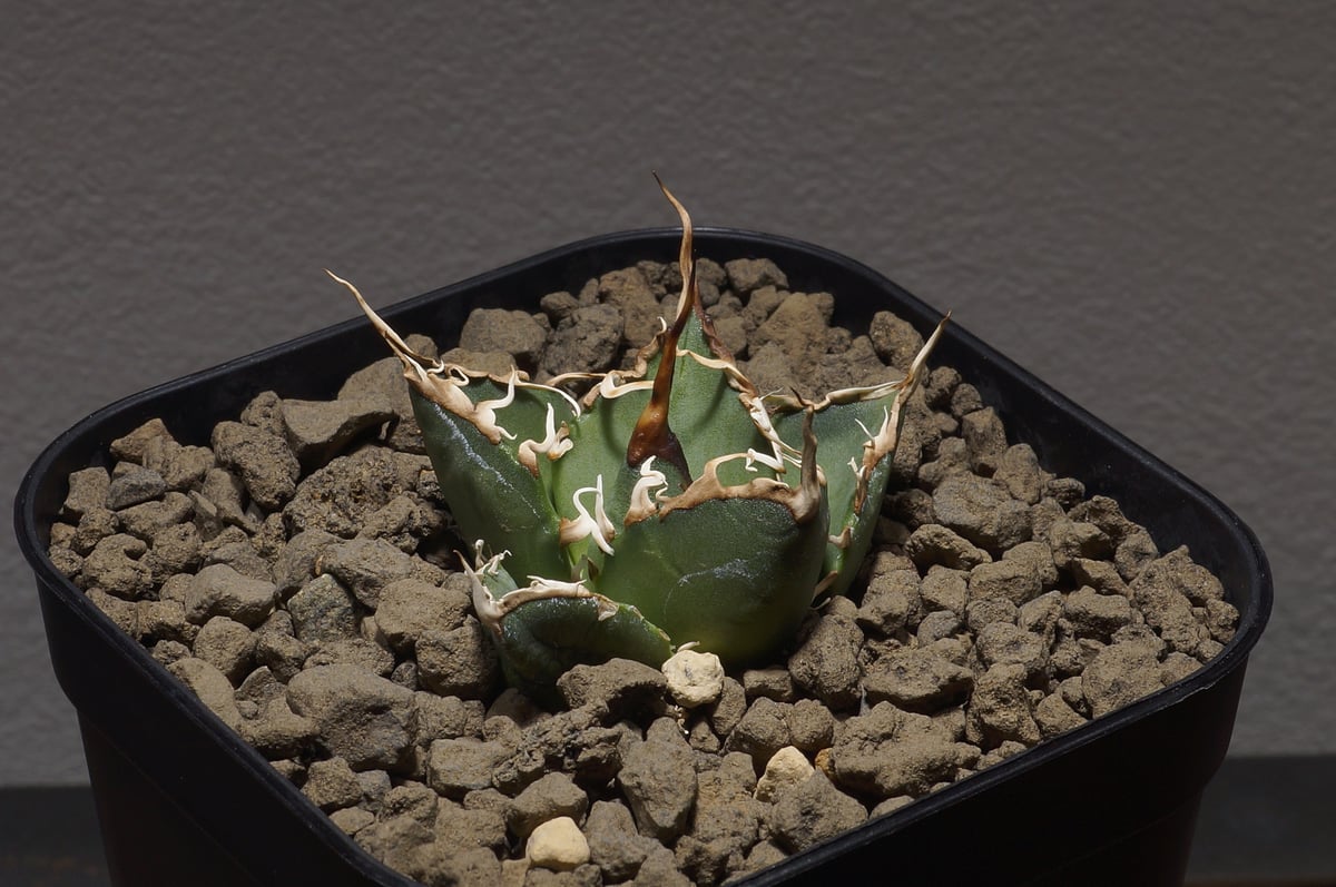 アガベ オアハカ オテロイ/ox-04 | アガベ専門店 モンスターハウス