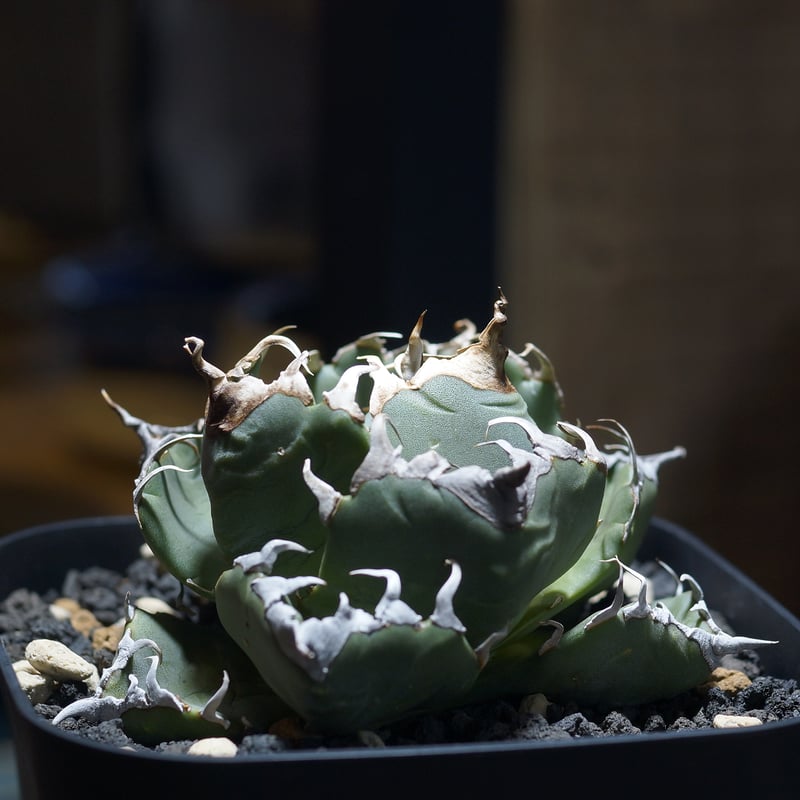 アガベ チタノタ 魔丸 / MG-09 | アガベ専門店 モンスターハウス