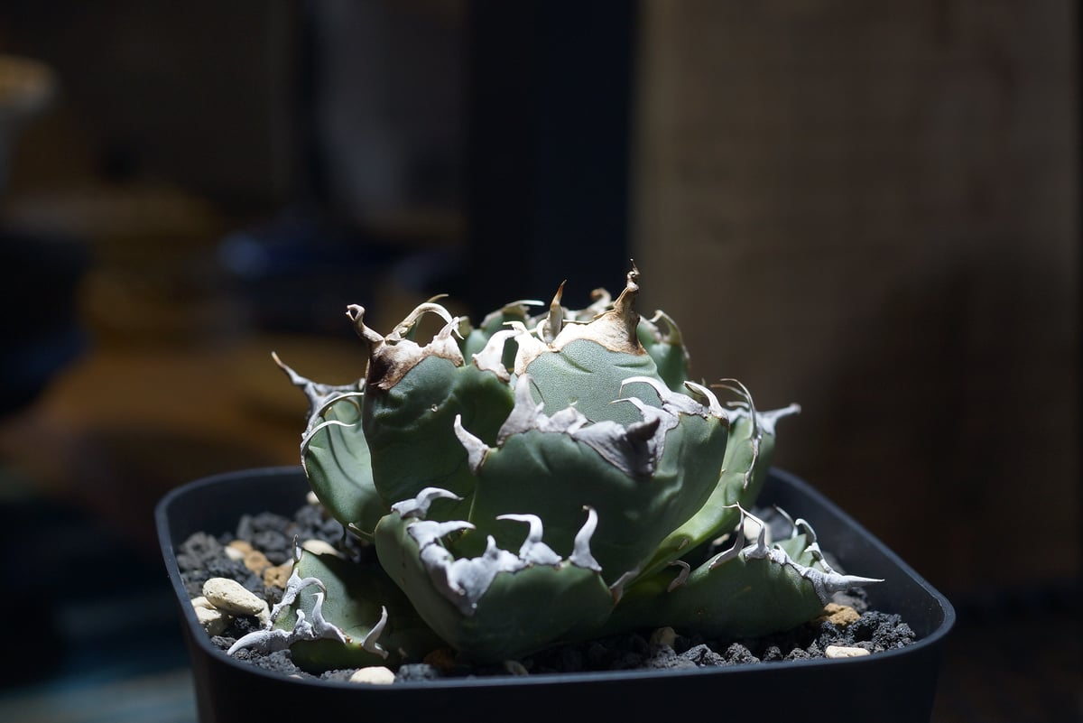 アガベ チタノタ 魔丸 / MG-09 | アガベ専門店 モンスターハウス