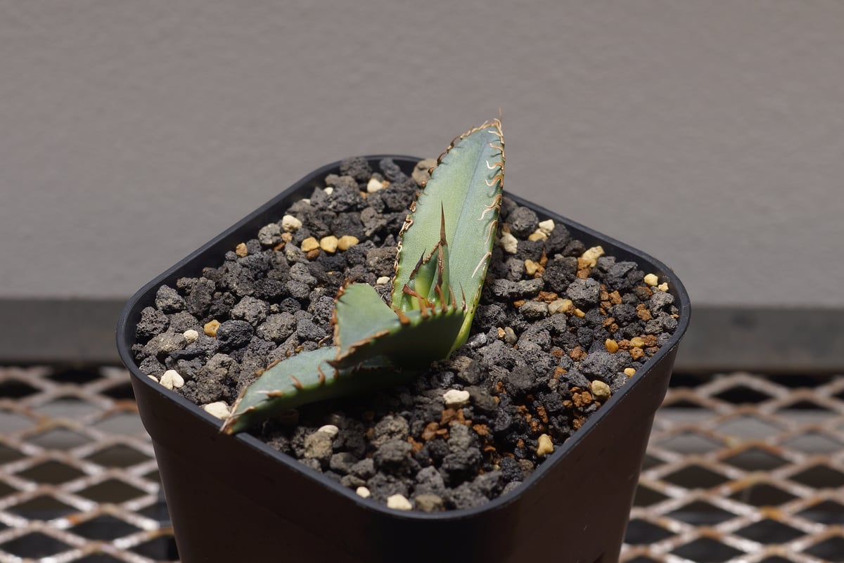 アガベ チタノタ 夕映厳竜 / YB-14 | アガベ専門店 モンスターハウス