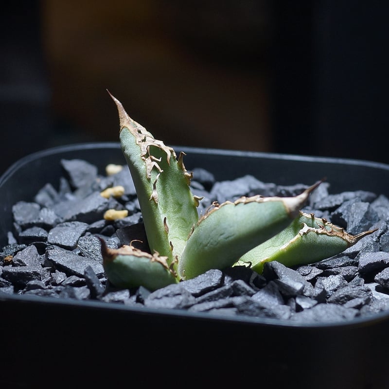 アガベ　チタノタ　毒刺G 子株　毒刺 アガベ チタノタ 毒刺G 子株