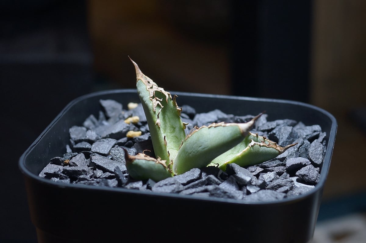 羽毛_中株_毒刺産_アガベ アガベ チタノタ 毒刺GT/ 毒刺産 dgt-01 | アガベ専門店 モンスターハウス