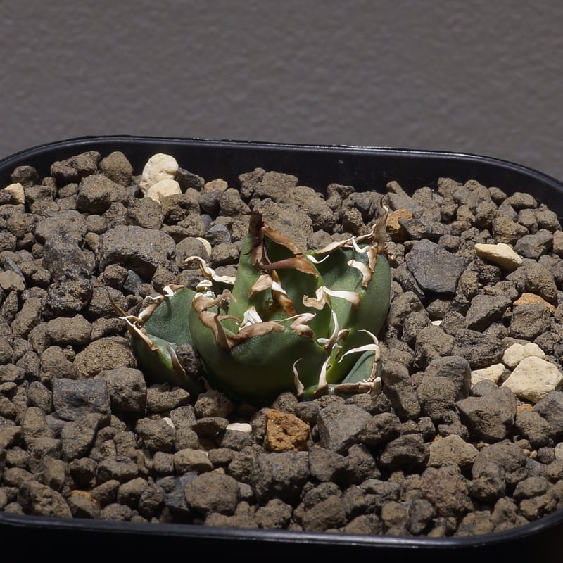 アガベ オアハカ オテロイ/ox-05 | アガベ専門店 モンスターハウス