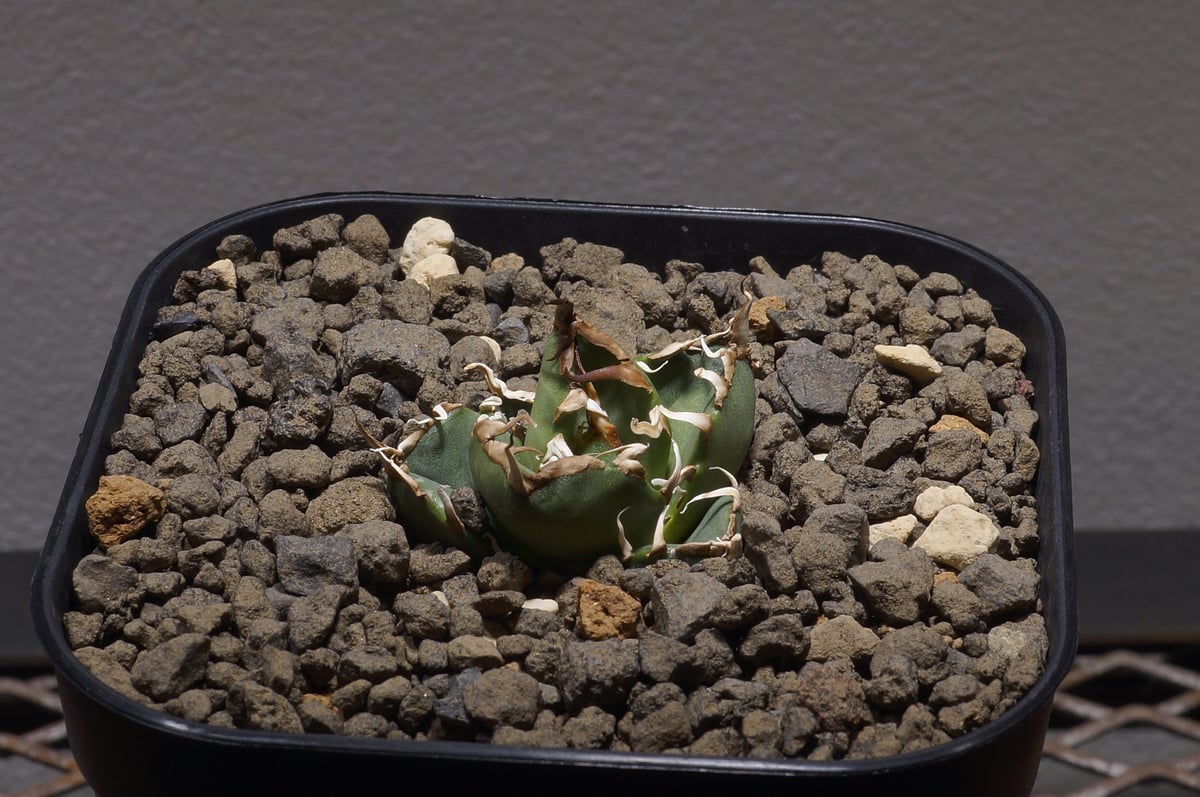 【5号】アガベ オアハカ チタノタオテロイ 楽天市場】【現品・現物】【送料無料】アガベ・チタノタ