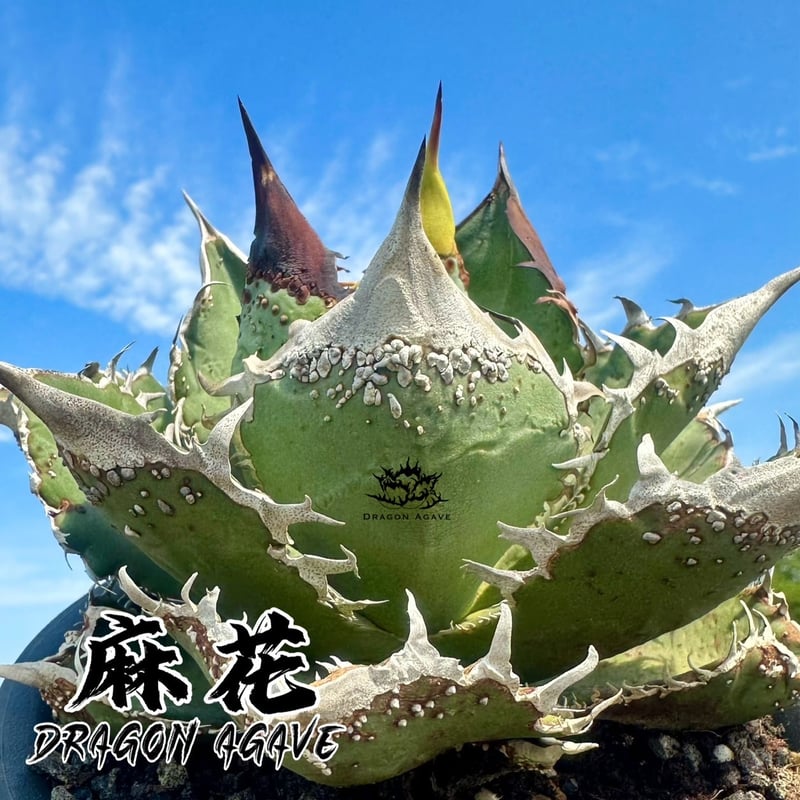 アガベ チタノタ　Dennis産　麻花　ぶつぶつ アガベ チタノタ 麻花 / Dragon Agave産 MF-01 | アガベ専門店 モンスタ