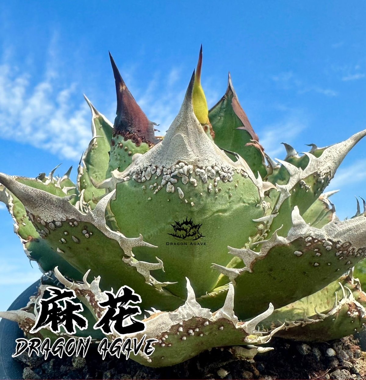 アガベ チタノタ 麻花 / Dragon Agave産 MF-01 | アガベ専門店 モンスタ