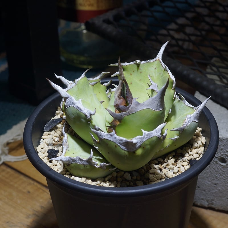 アガベ チタノタ 鳳凰 / Dragon Agave産 PH-02 | アガベ専門店 モンスタ