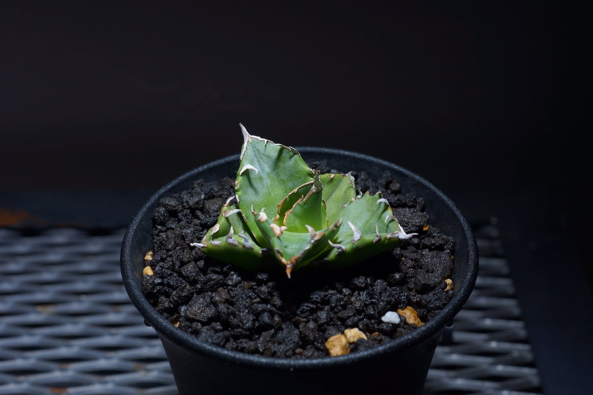 T*M様 アガベ　リップルエフェクト　ワイド葉　良血統　子株 Agave 'Ripple Effect' 抜いてしまった…😅 いよいよ明日