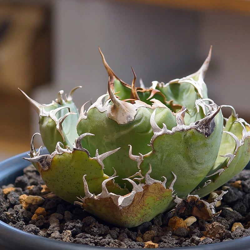 アガベ チタノタ 白鯨/ww-24 | アガベ専門店 モンスターハウス