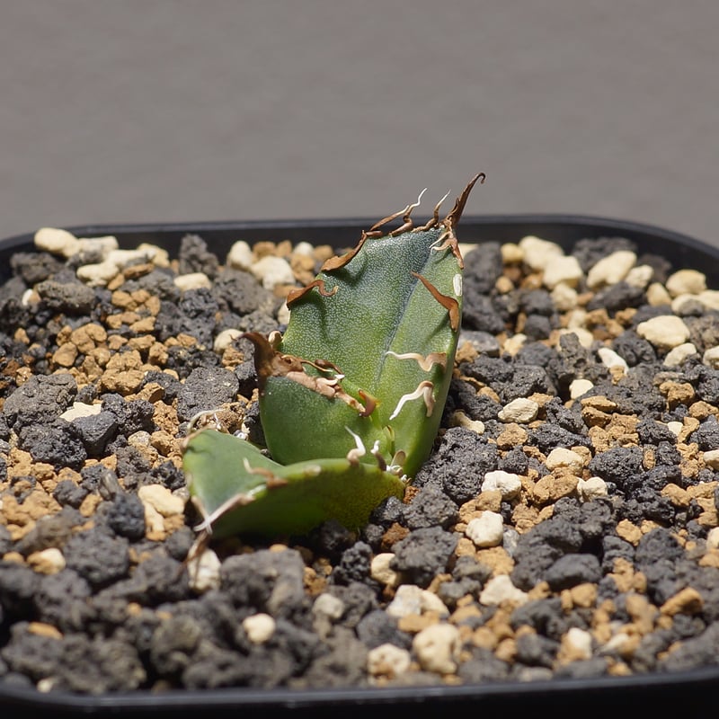 アガベ チタノタ シーザー 凱撒/cae-08 | アガベ専門店 モンスターハウス