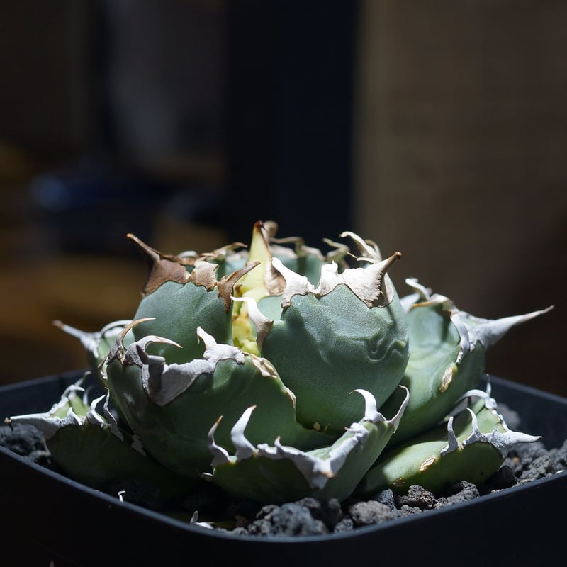 アガベ チタノタ 魔丸 / MG-10 | アガベ専門店 モンスターハウス