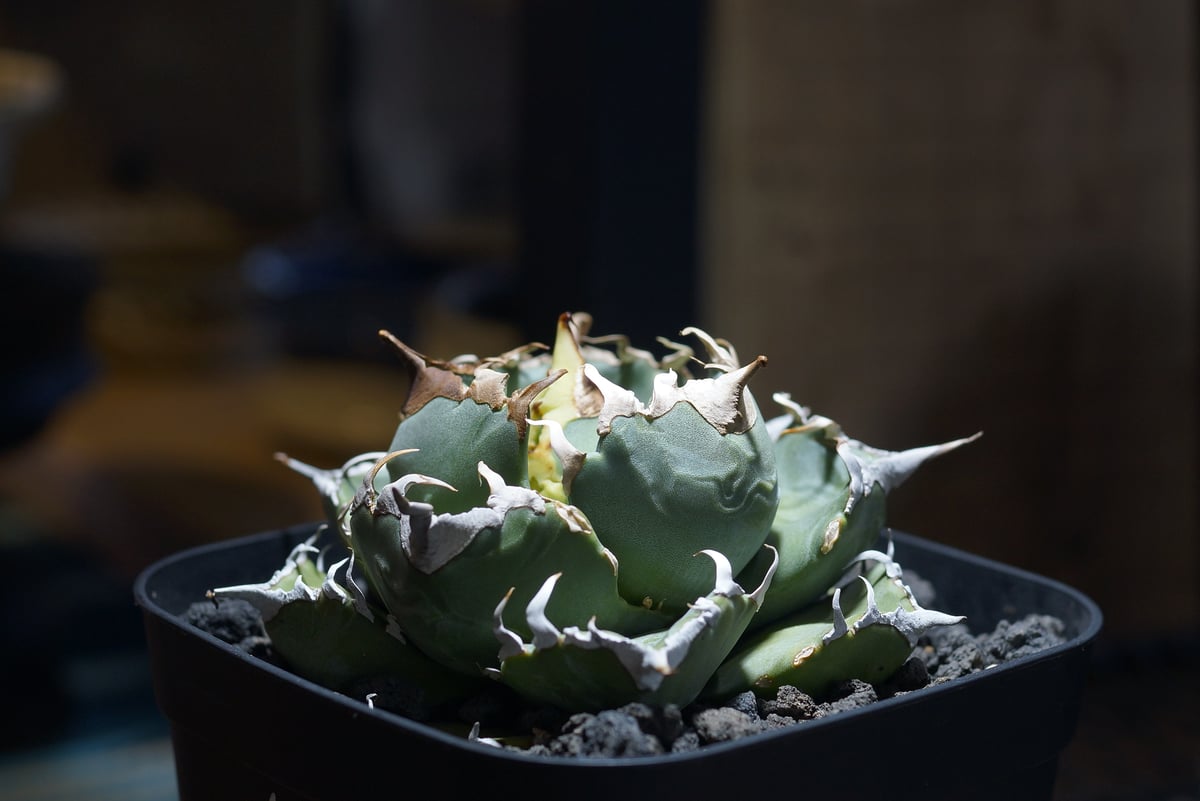 アガベ チタノタ 魔丸 / MG-10 | アガベ専門店 モンスターハウス