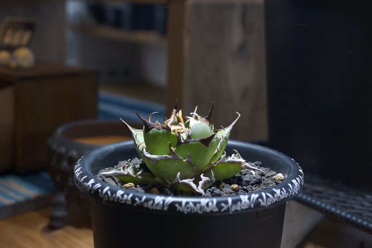 アガベ チタノタ ハデス / 黒帝斯 HD-06 | アガベ専門店