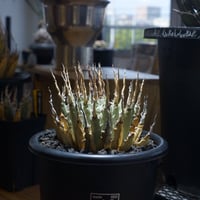 アガベ チタノタ ブラックアンドブルー（bb-13）BB子株 | アガベ