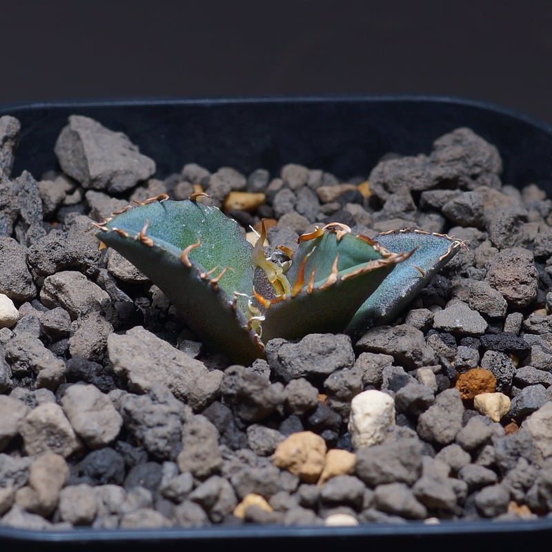 アガベ　オテロイ　北極星　子株 アガベの子株はいつでる？発生のタイミングと育て方 - セドリック