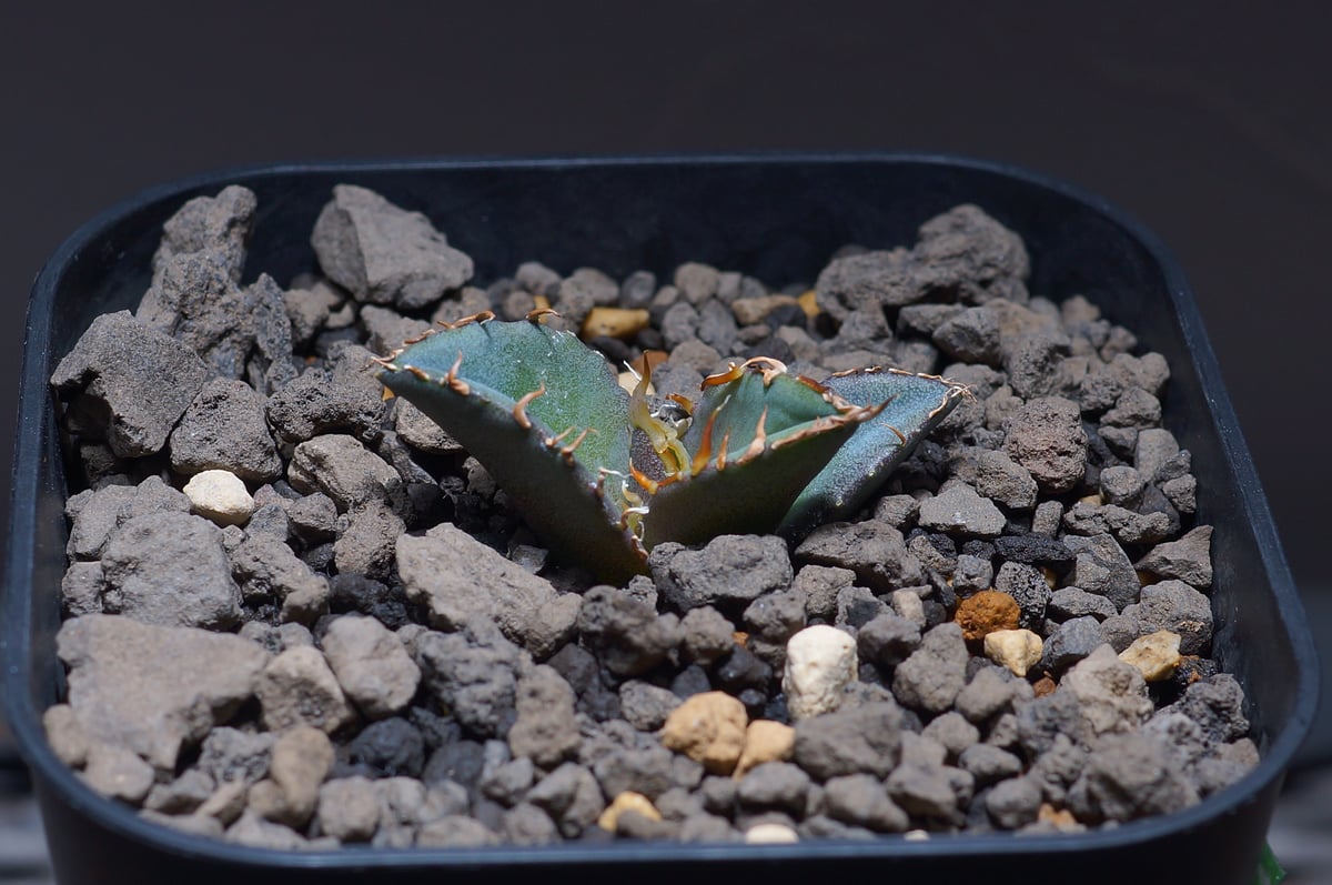 アガベ オテロイ FO-021/バトルアックス 親株販売 アガベ オテロイ FO-021/バトルアックス 親株販売 - メルカリ