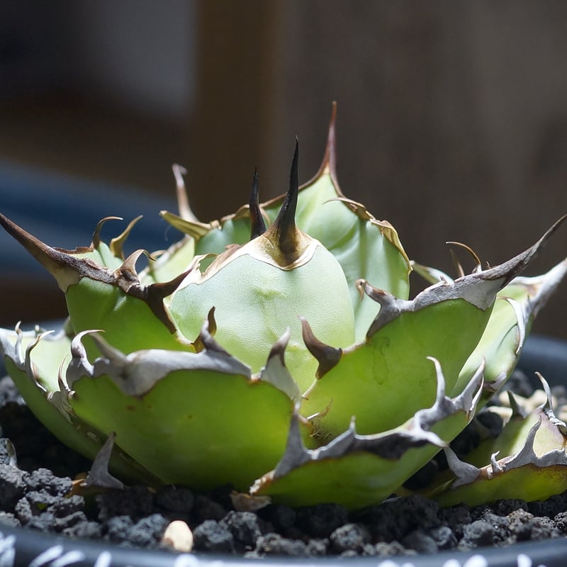 アガベ チタノタ ハデス / 黒帝斯 HD-07 | アガベ専門店 モンスターハウス