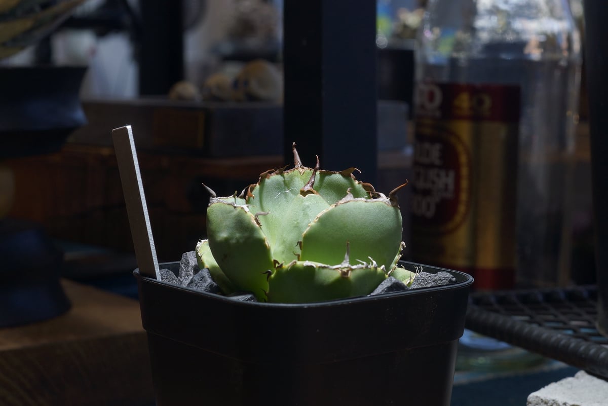 アガベ チタノタ ジャガーノート / JN-03 | アガベ専門店 モンスターハウス