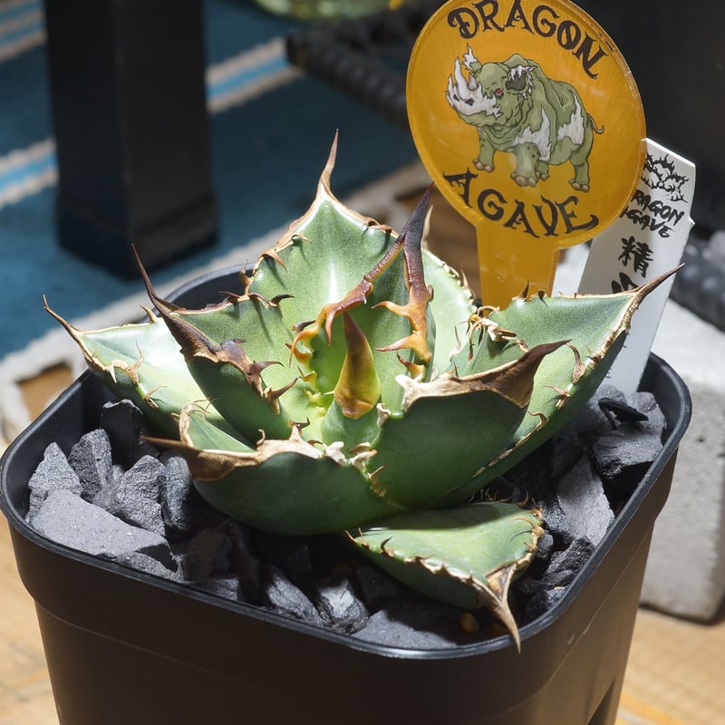 アガベ チタノタ 緑犀牛/ Dragon Agave産 GR-02 | アガベ専門店 モンス