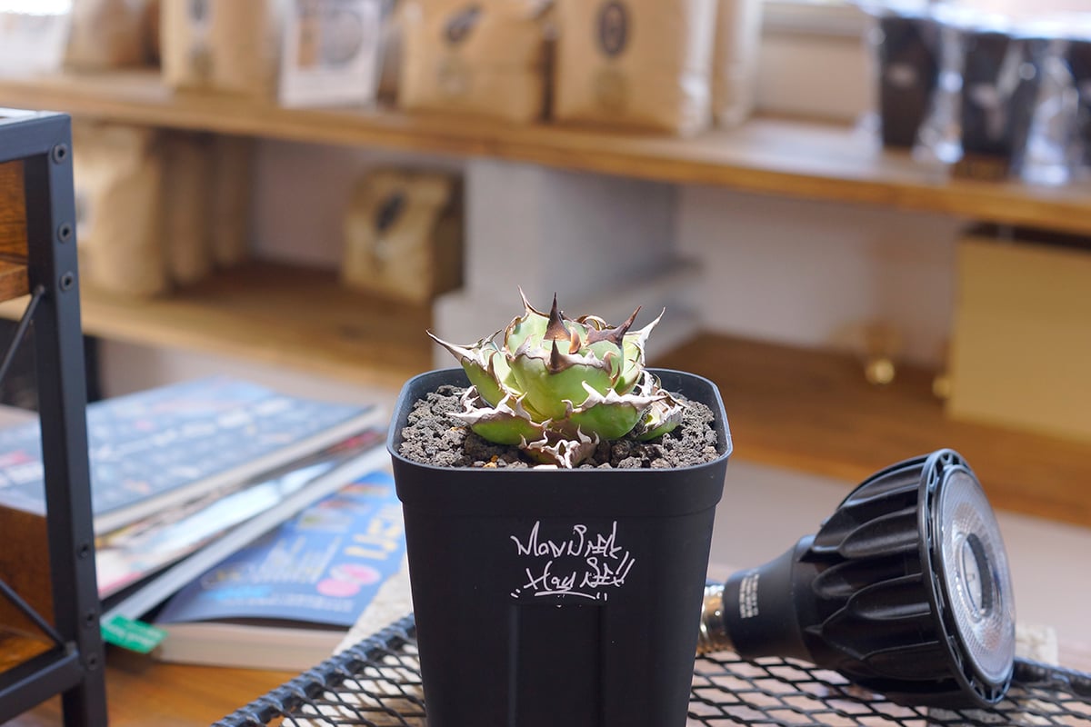 アガベ チタノタ ハデス / 黒帝斯 HD-04 | アガベ専門店