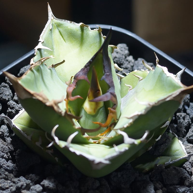 アガベ チタノタ 白犀牛/ wr-03 | アガベ専門店 モンスターハウス