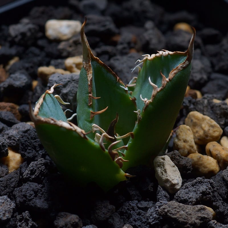 アガベ チタノタ ナンバーワン錦 子株 鉢付き（N1-02） | アガベ専門店