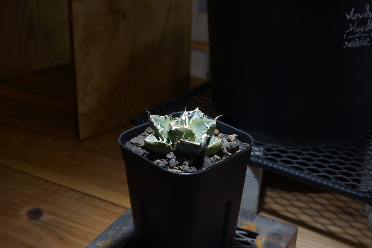 アガベ チタノタ 南アフリカダイヤモンド / SAD-06 | アガベ専門店