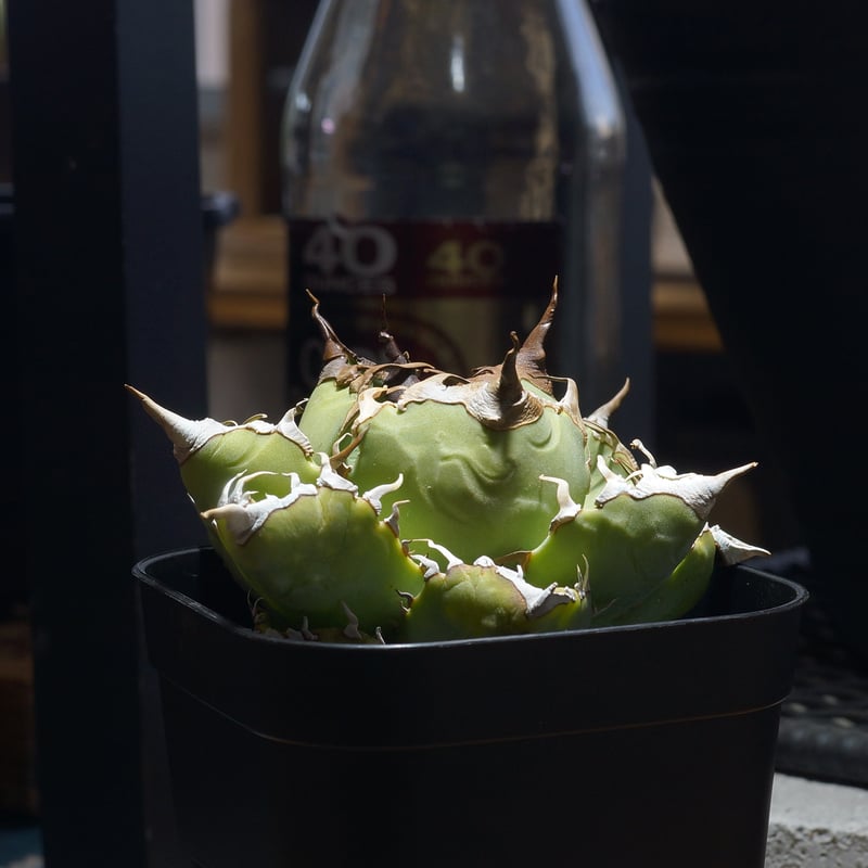 アガベ チタノタ 魔丸 / MG-18 | アガベ専門店 モンスターハウス