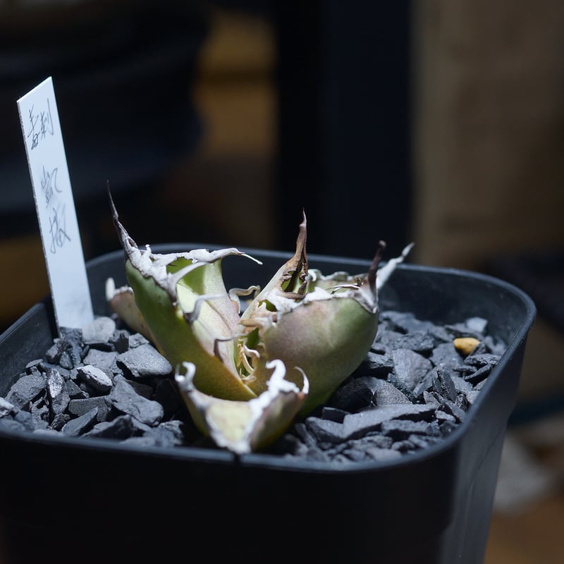 アガベ チタノタ シーザー 凱撒/ 毒刺産 cae-13 | アガベ専門店