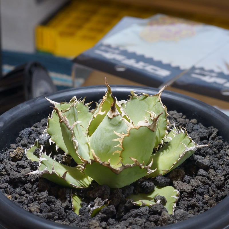 アガベ チタノタ フィリグリー /fg-04 | アガベ専門店 モンスターハウス