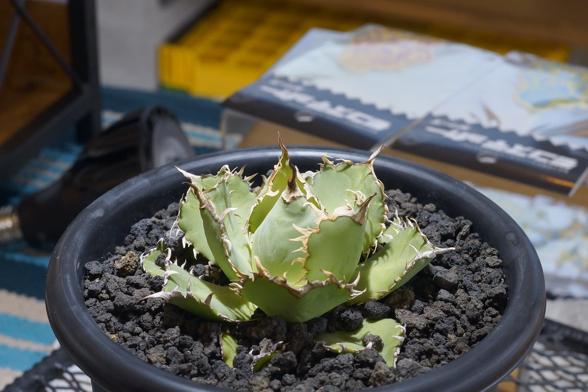 fit=scale-down,w=1200